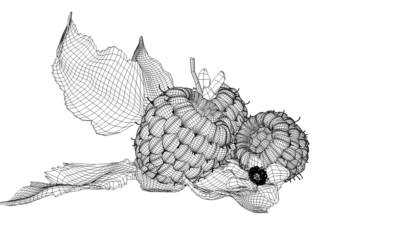 Raspberry 3D model_12