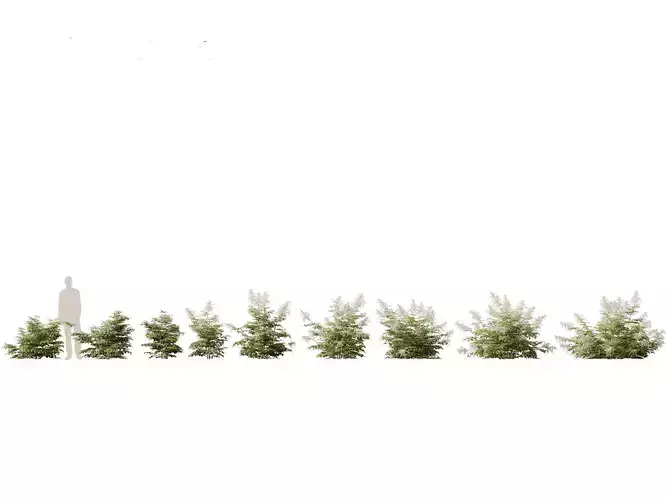 Aruncus dioicus - Goatsbeard