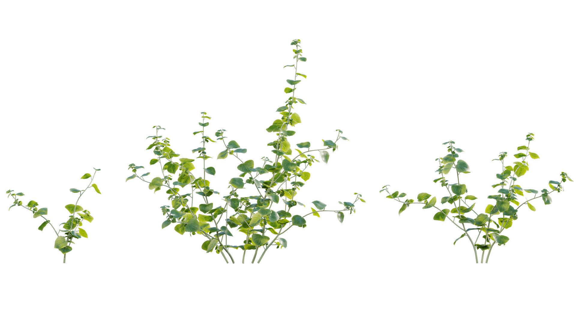 Peperomia pellucida 3D model_6