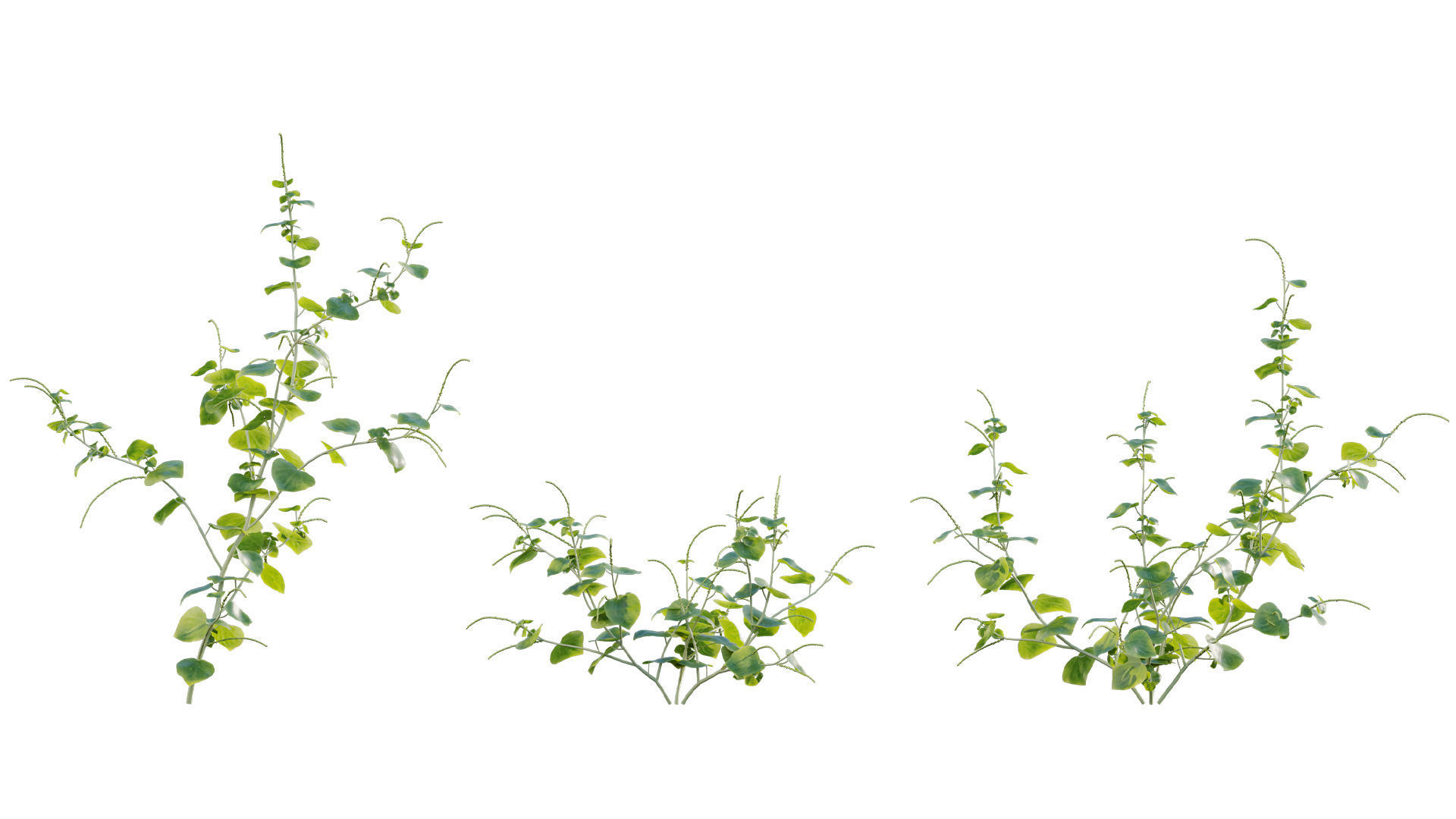 Peperomia pellucida 3D model_5