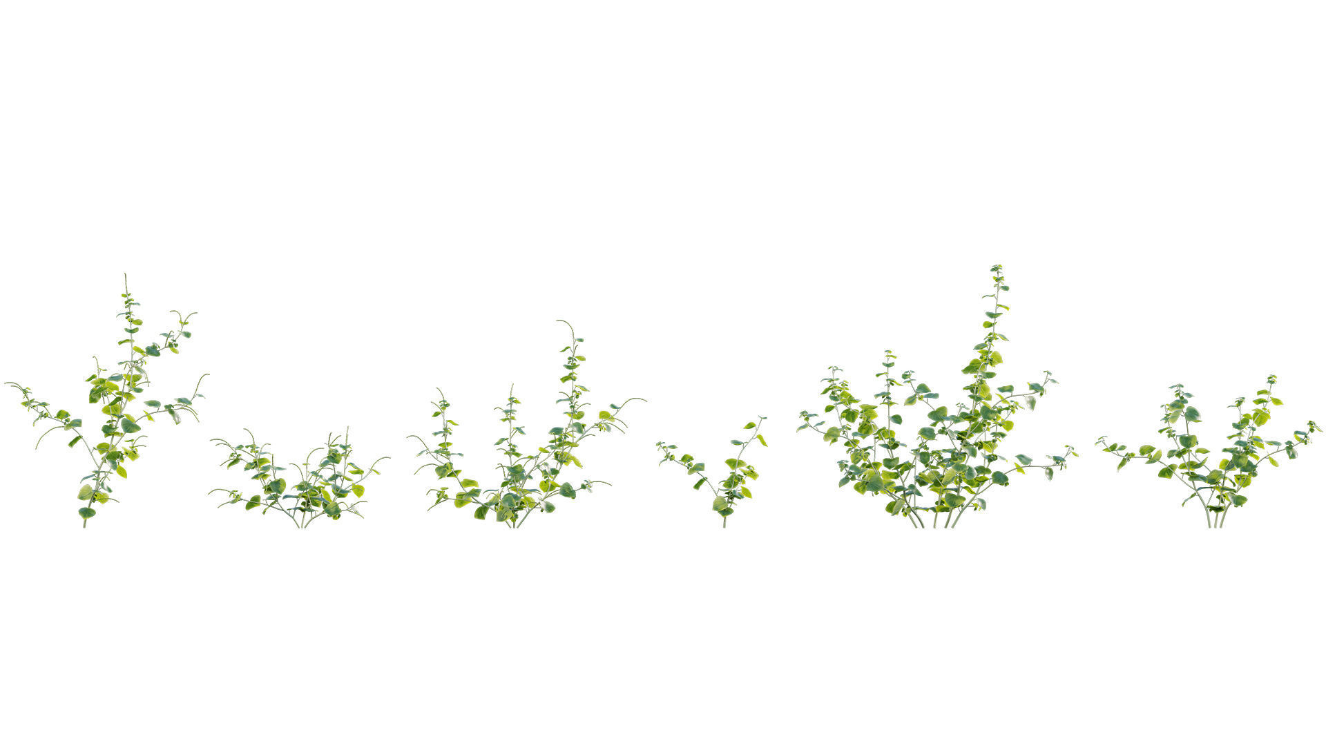 Peperomia pellucida 3D model_4