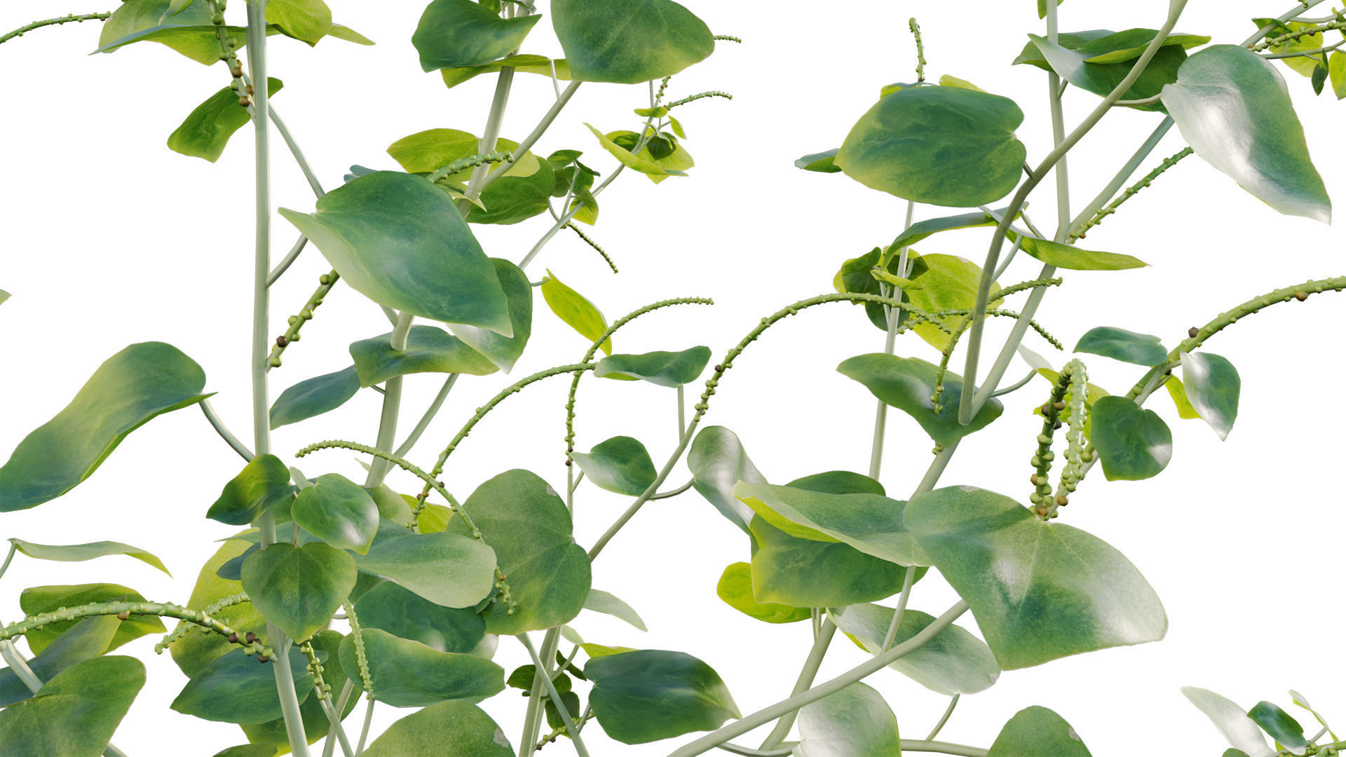 Peperomia pellucida 3D model_10