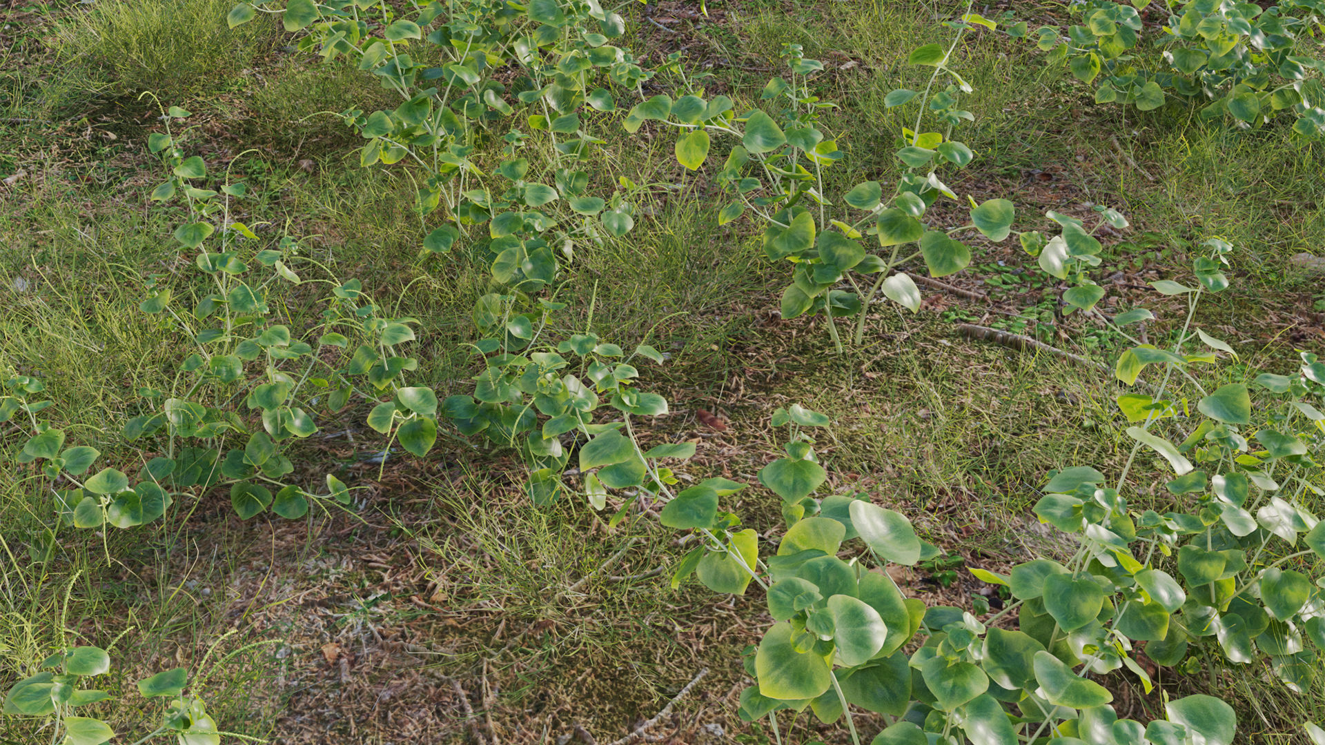 Peperomia pellucida 3D model_7