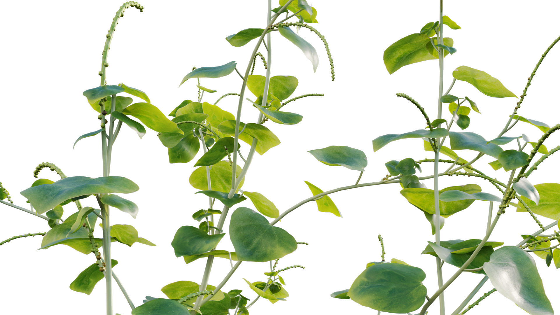 Peperomia pellucida 3D model_9