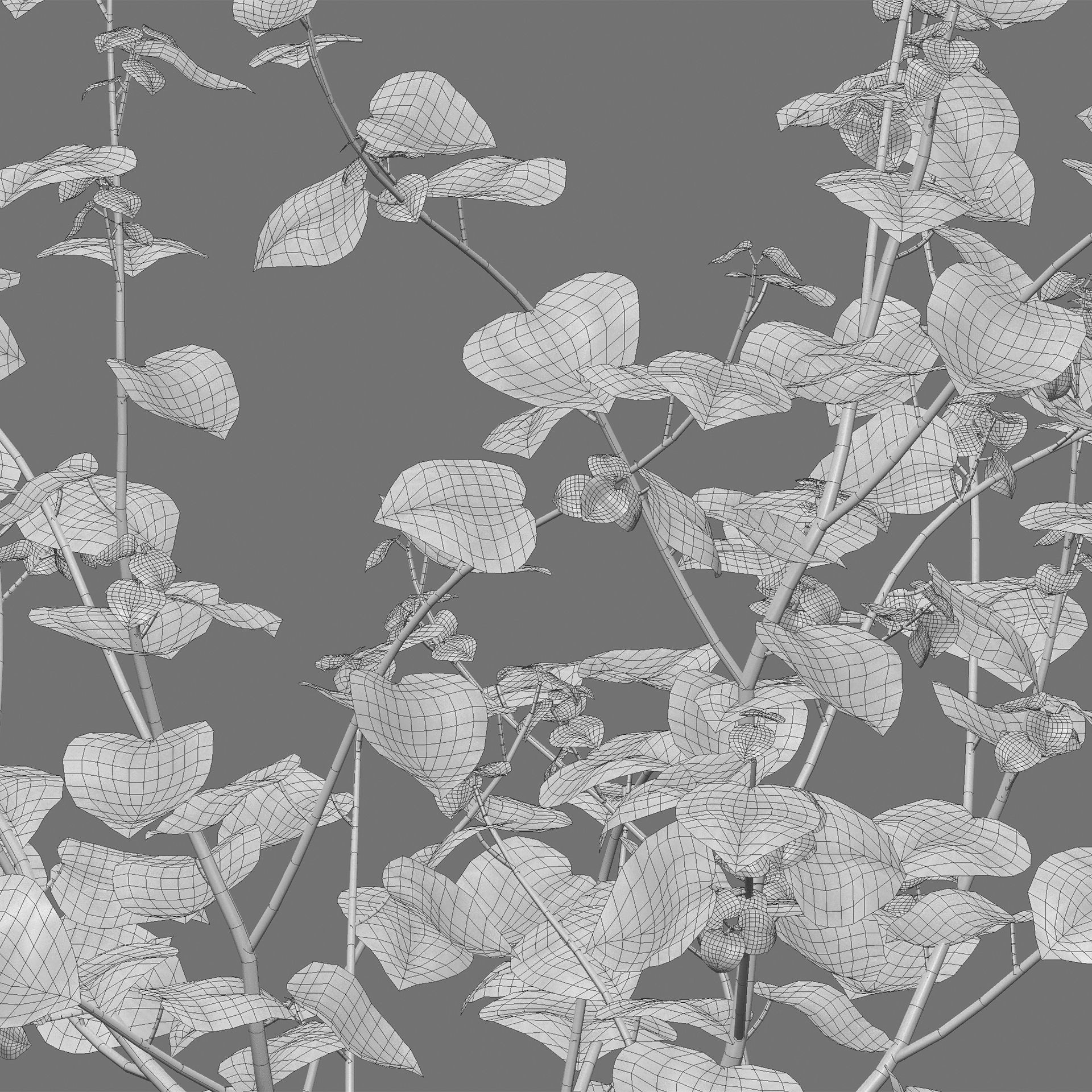 Peperomia pellucida 3D model_3