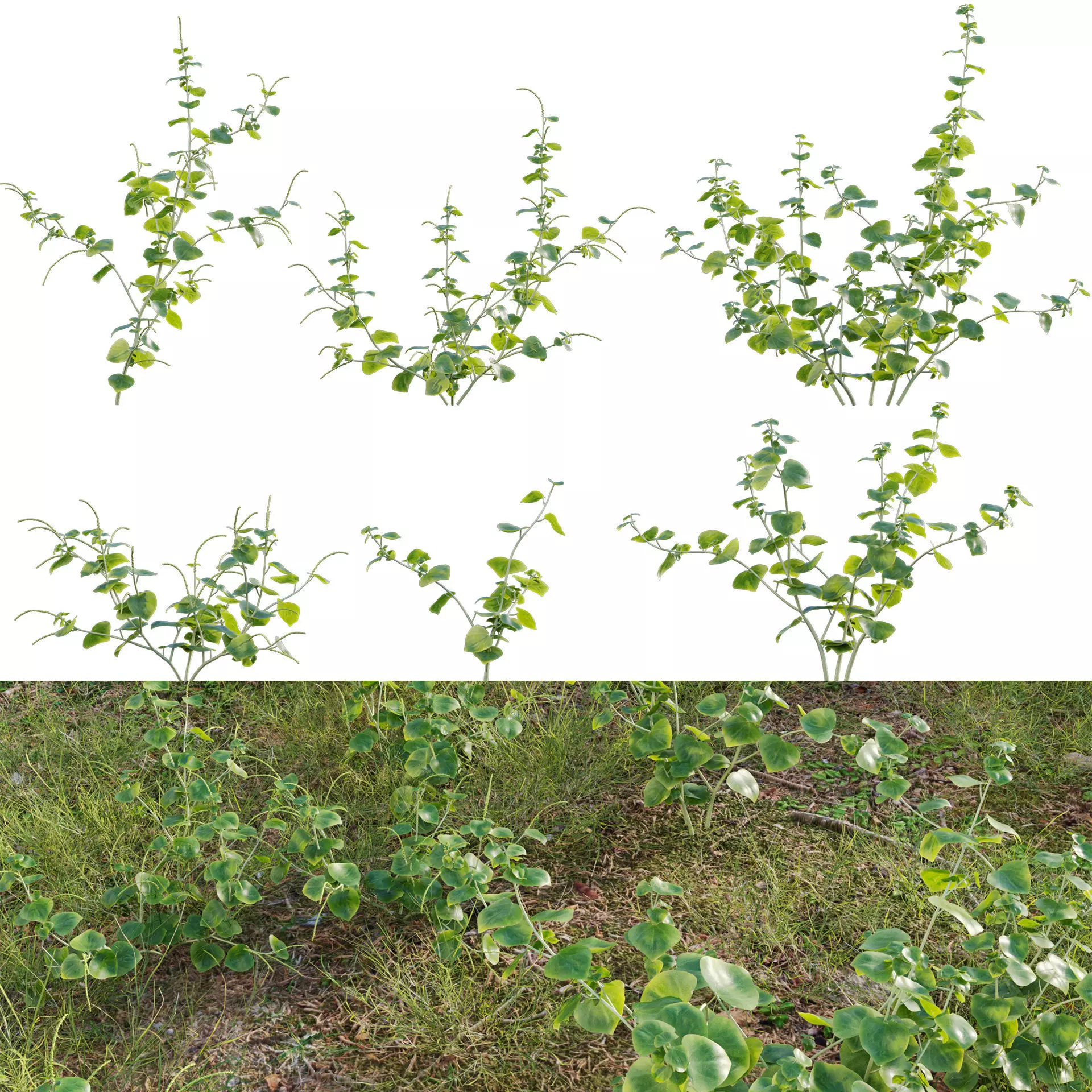 Peperomia pellucida 3D model_0