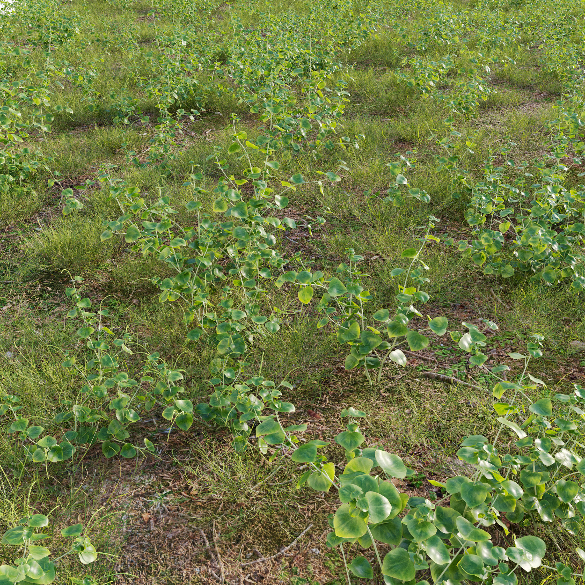 Peperomia pellucida 3D model_1