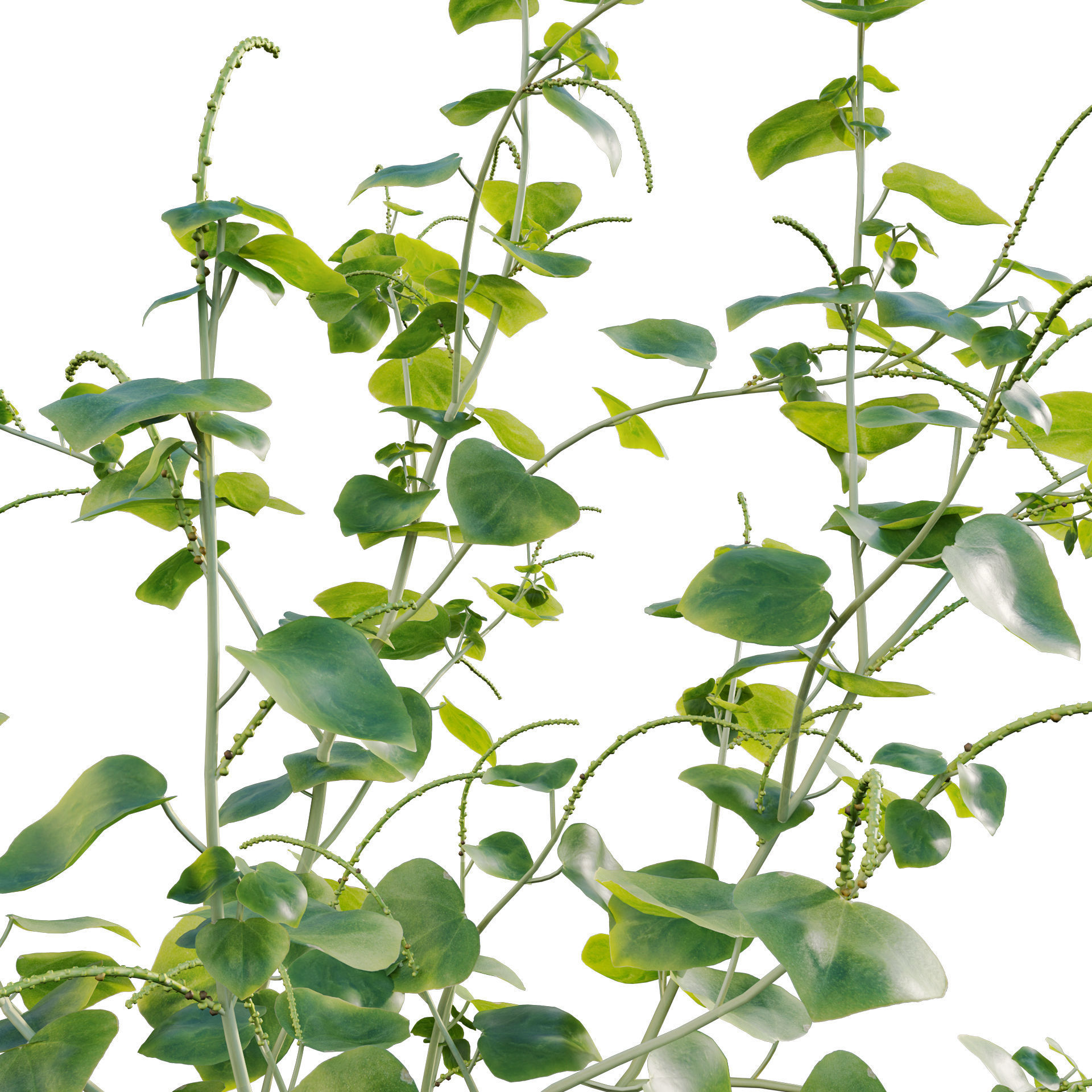 Peperomia pellucida 3D model_2