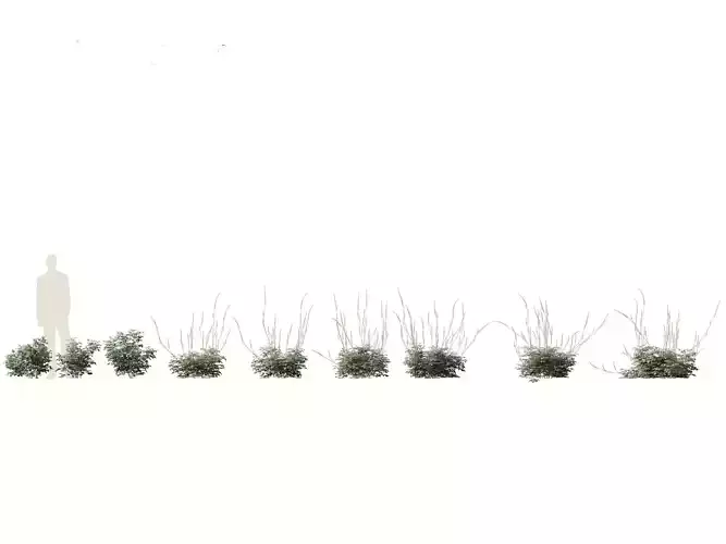 Cimicifuga simplex - bugbane