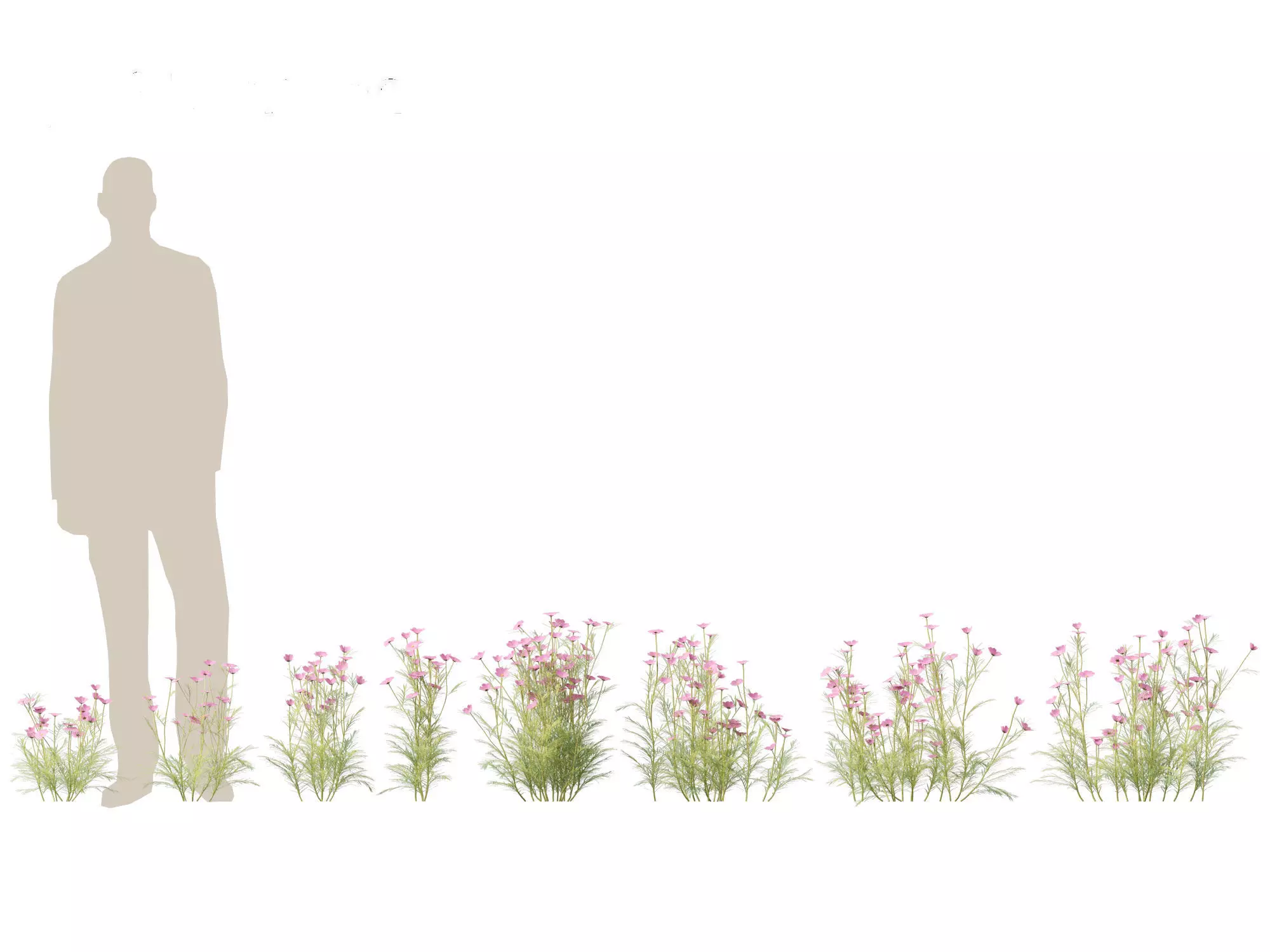 Cosmos bipinnatus - Garden Cosmos 3D model