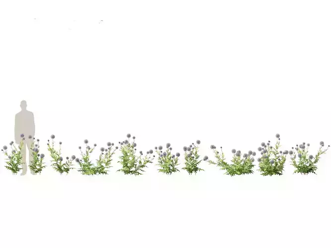 Echinops banaticus - Blue globe-thistle