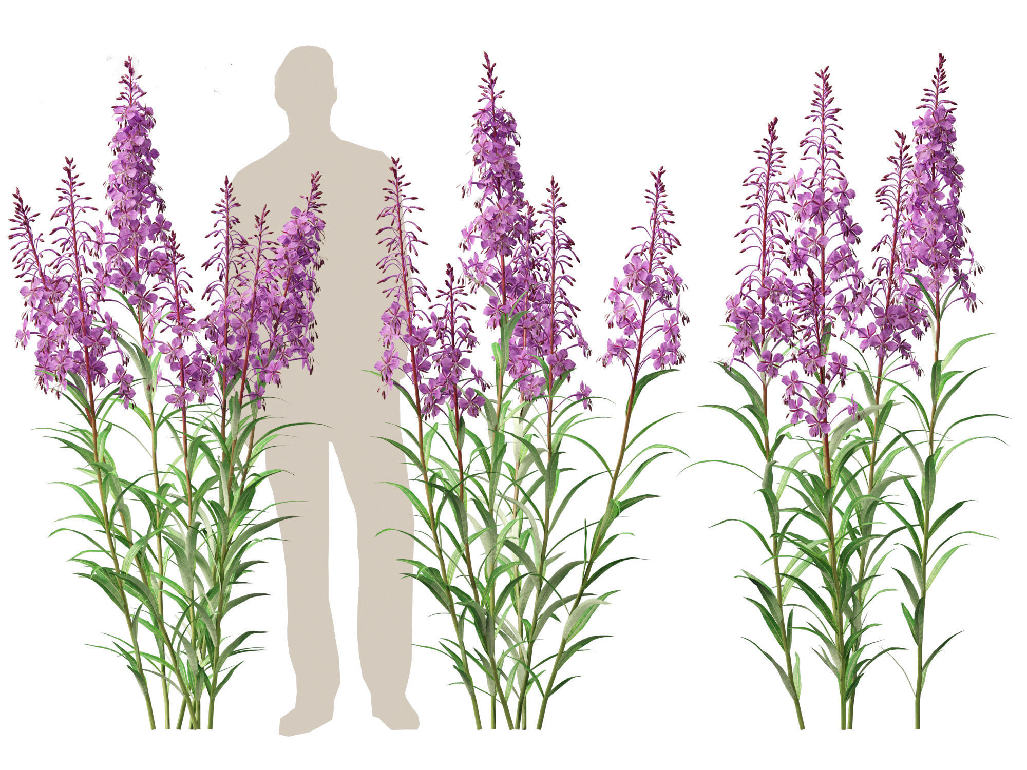 Epilobium angustifolium - Fireweed 3D model_5