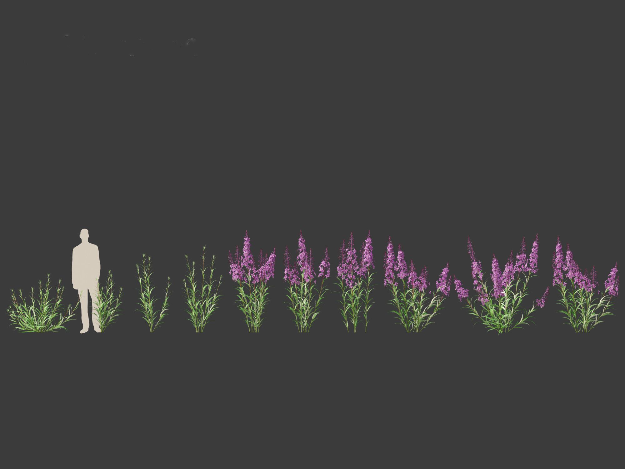 Epilobium angustifolium - Fireweed 3D model_2