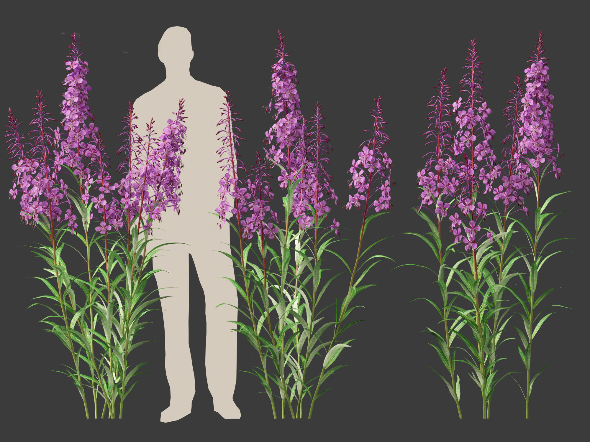 Epilobium angustifolium - Fireweed 3D model_6