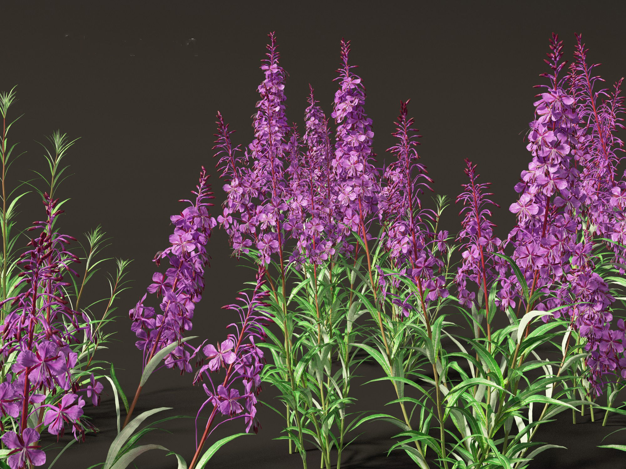 Epilobium angustifolium - Fireweed 3D model_1