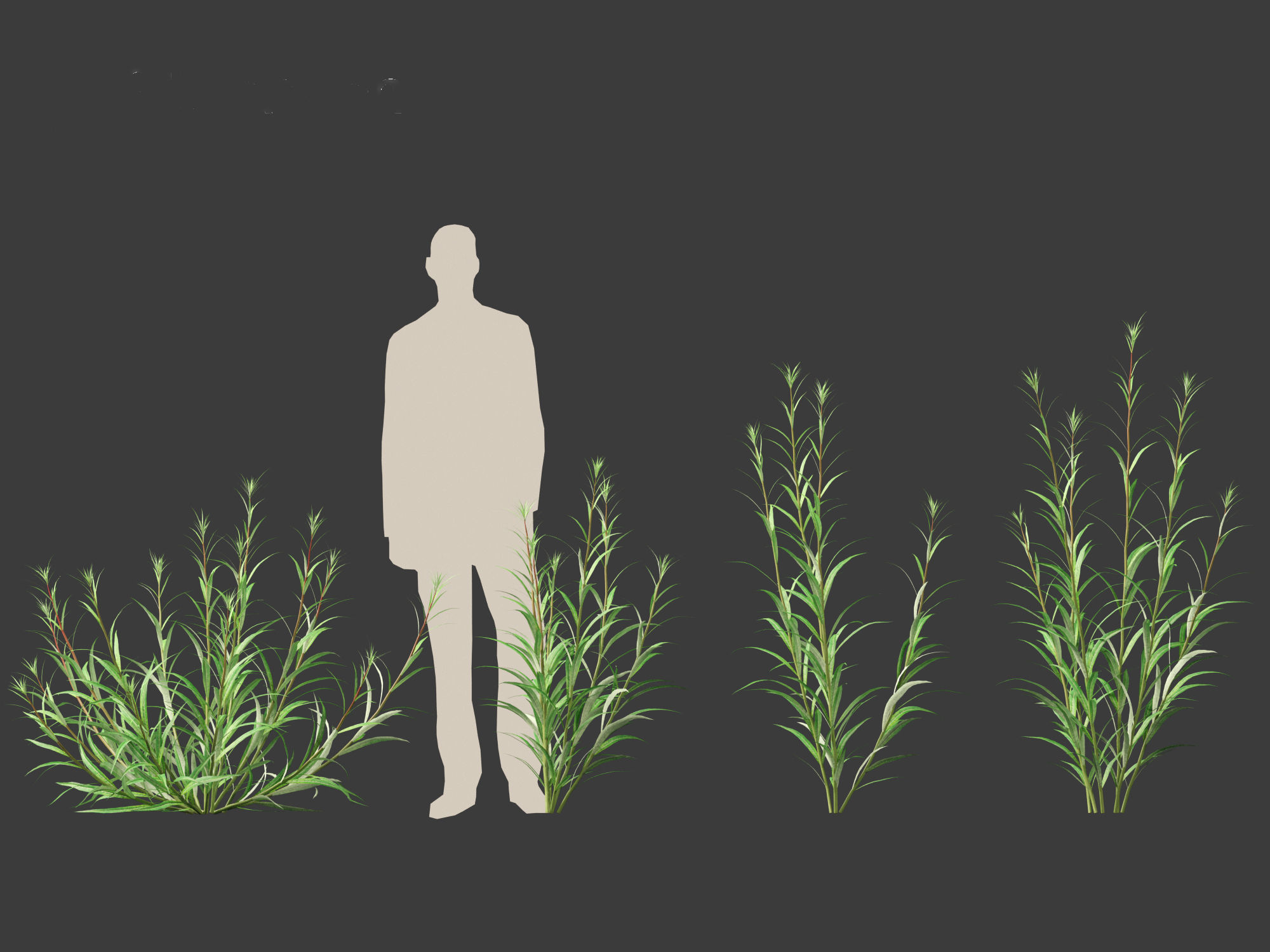 Epilobium angustifolium - Fireweed 3D model_4