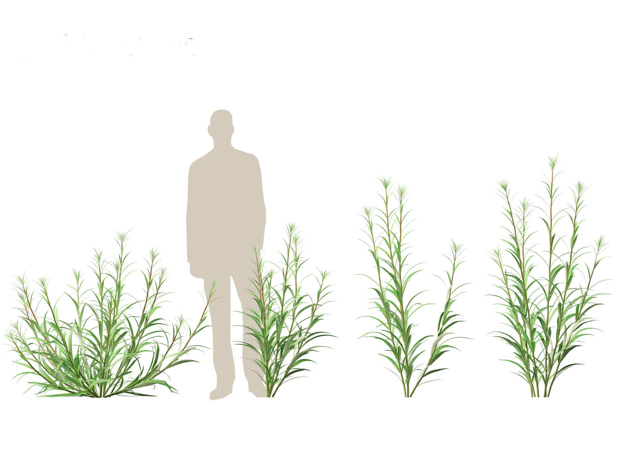 Epilobium angustifolium - Fireweed 3D model_3