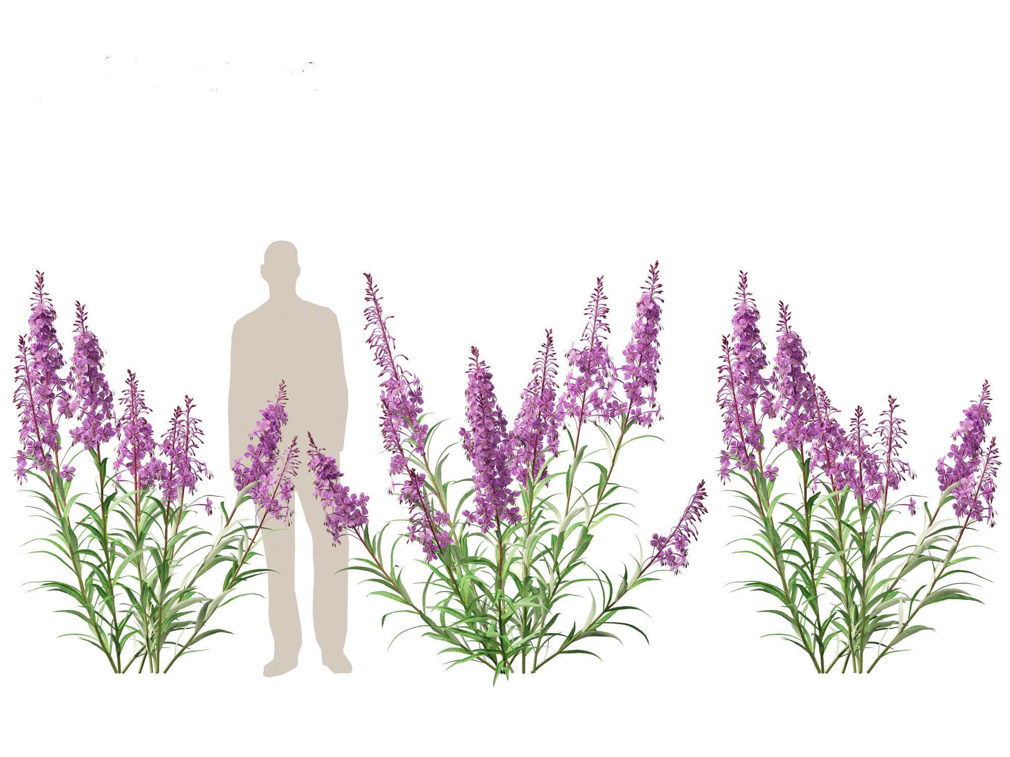 Epilobium angustifolium - Fireweed 3D model_7