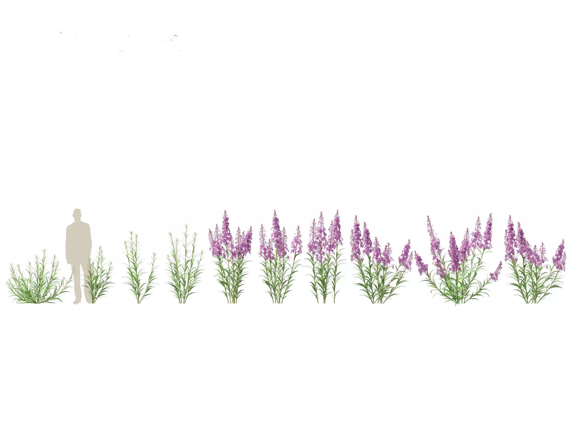 Epilobium angustifolium - Fireweed 3D model_0