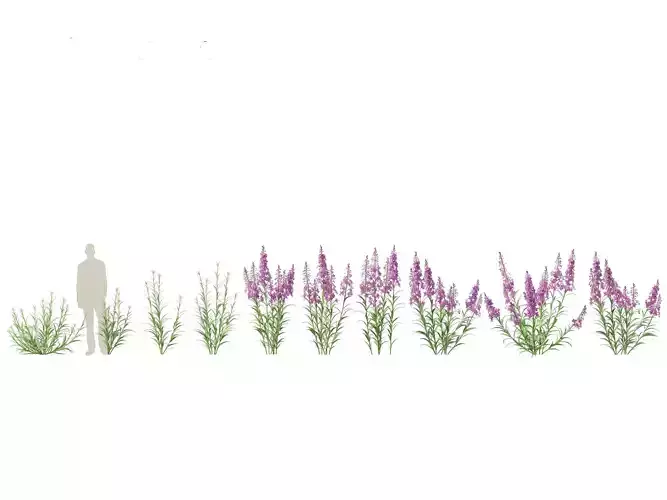 Epilobium angustifolium - Fireweed