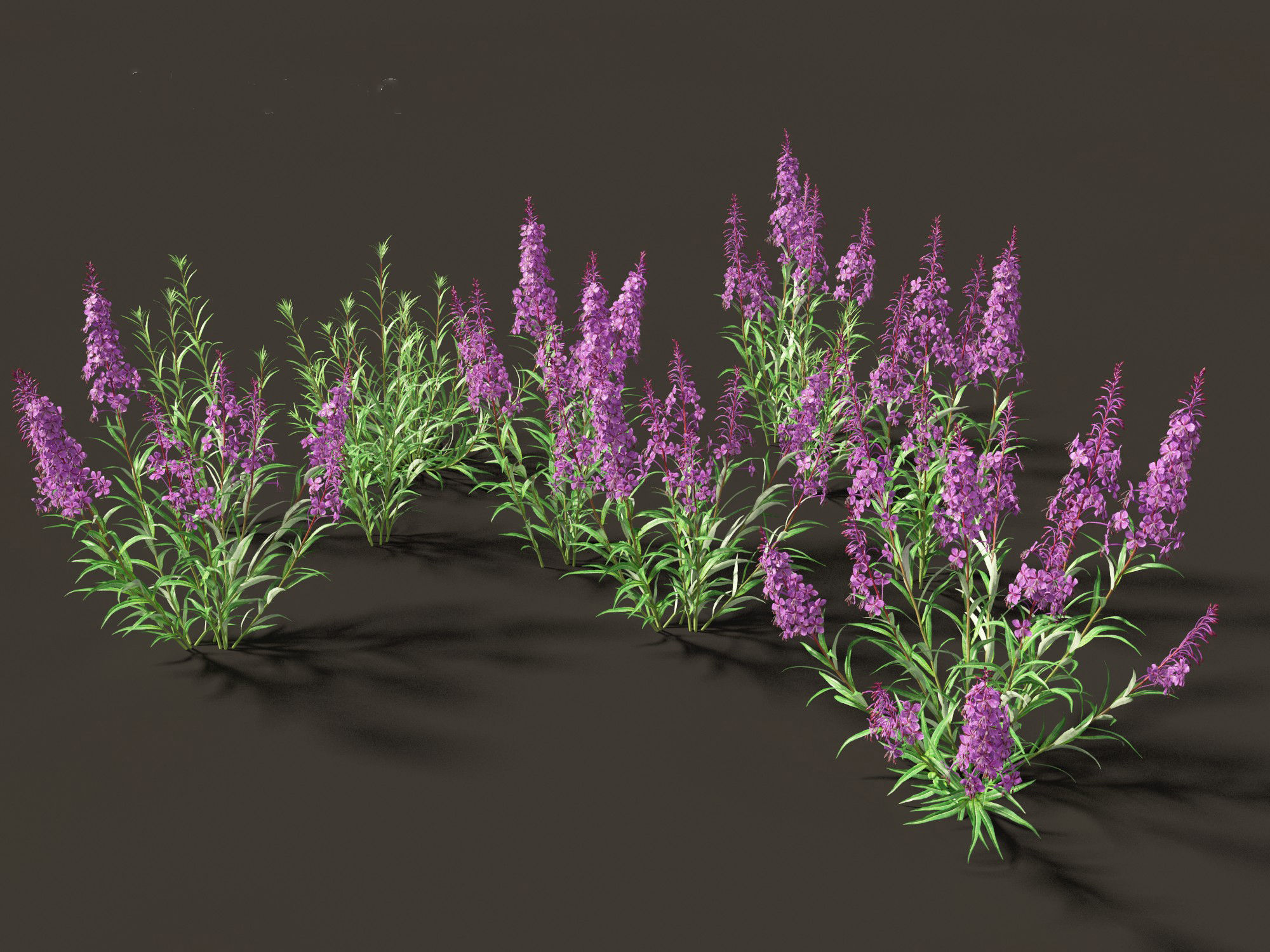 Epilobium angustifolium - Fireweed 3D model_9