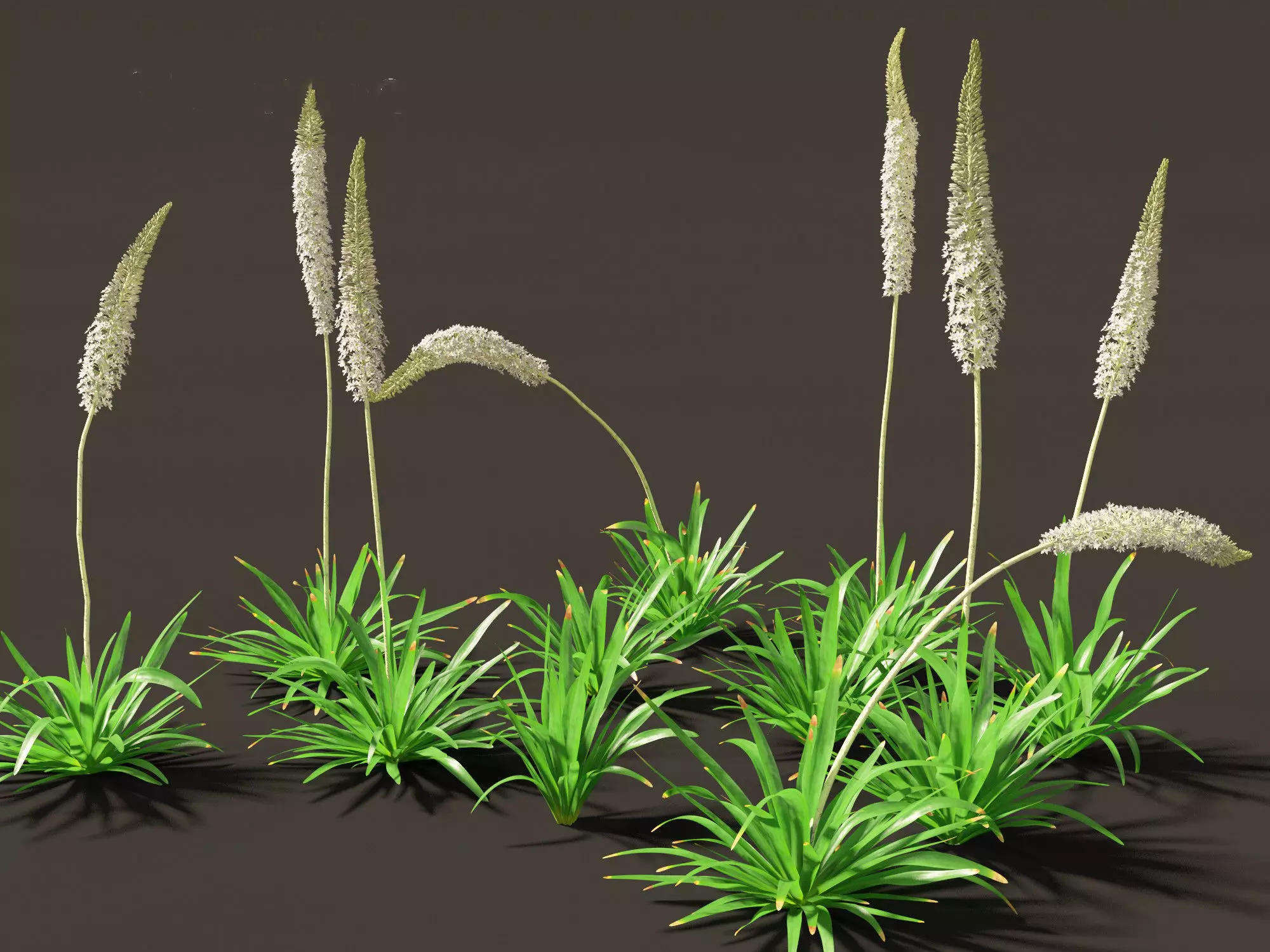 Eremurus himalaicus - Foxtail lily 3D model