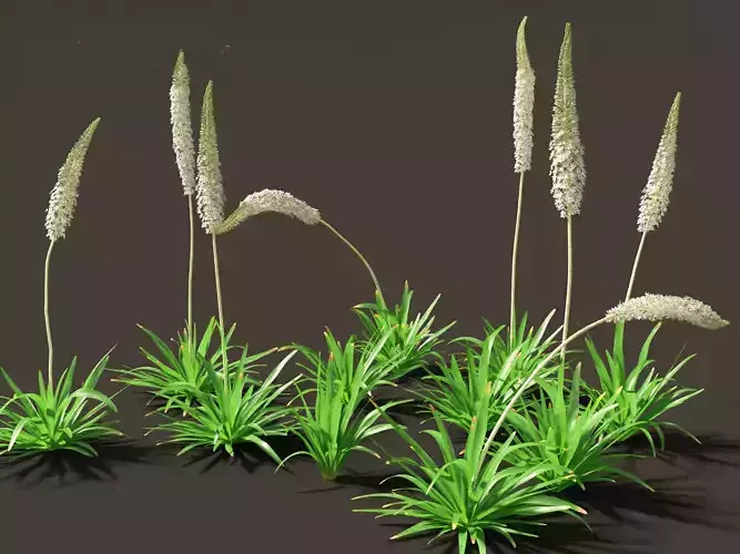 Eremurus himalaicus - Foxtail lily