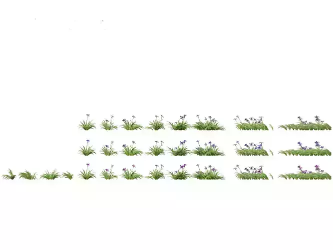 Iris tectorum - Roof iris