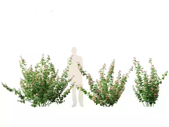 Lavatera cachemiriana - Kashmir Mallow 3D model
