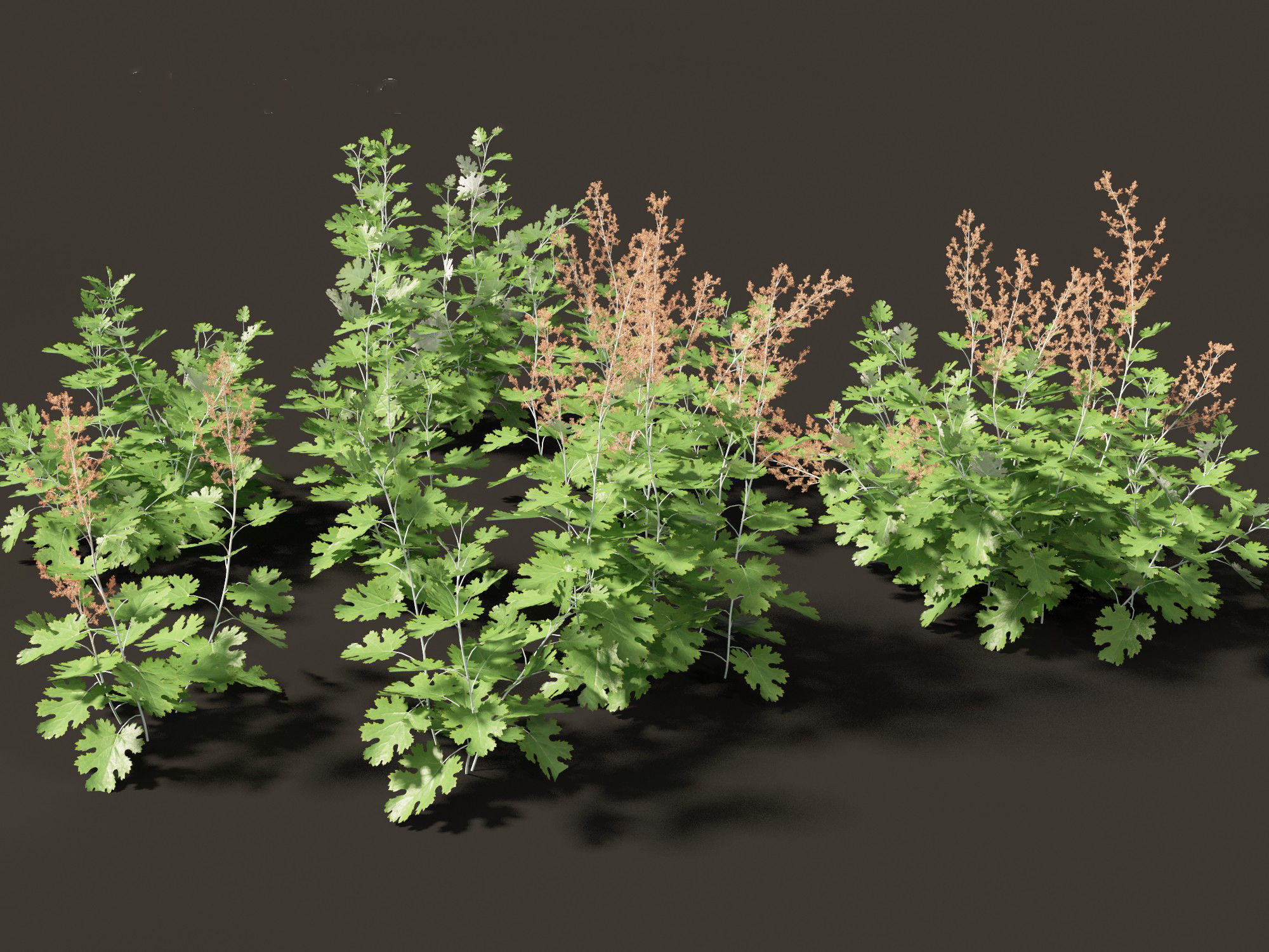 Macleaya microcarpa - plume poppies 3D model_6