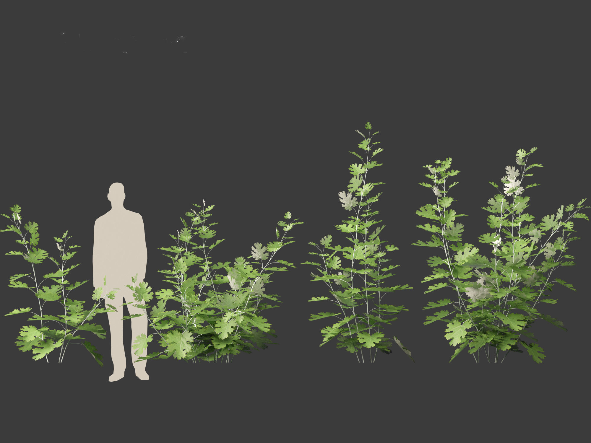 Macleaya microcarpa - plume poppies 3D model_3