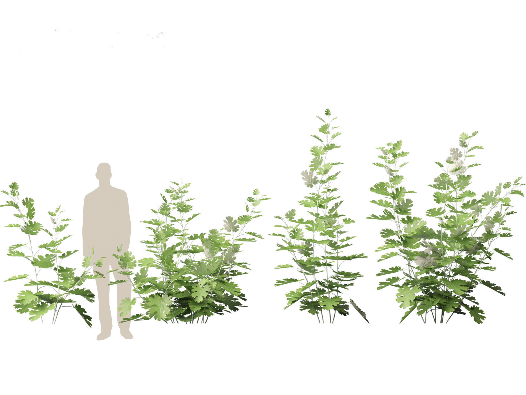 Macleaya microcarpa - plume poppies 3D model_2