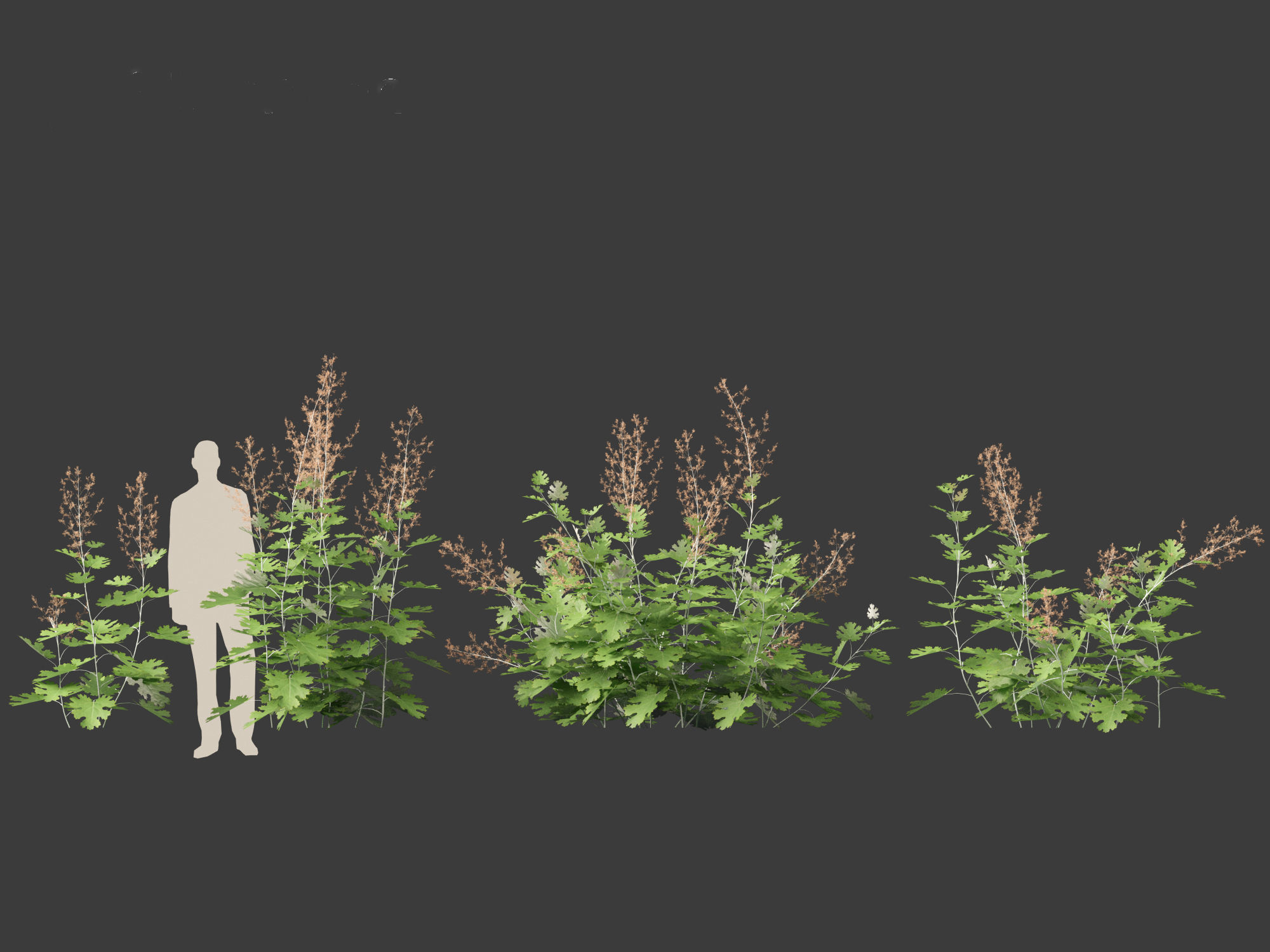 Macleaya microcarpa - plume poppies 3D model_5