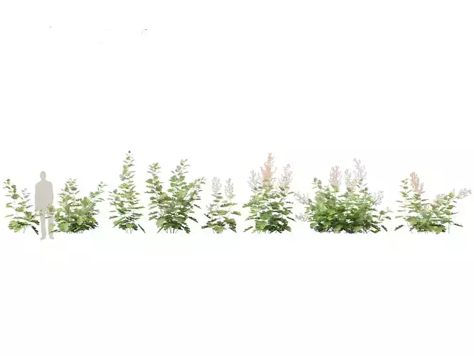 Macleaya microcarpa - plume poppies