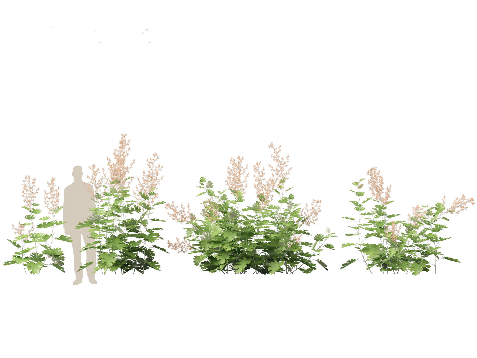 Macleaya microcarpa - plume poppies 3D model_4