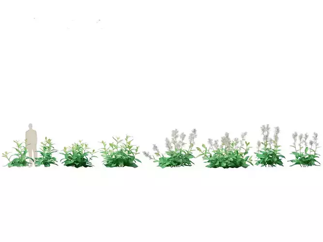 Nicotiana sylvestris - flowering tobacco