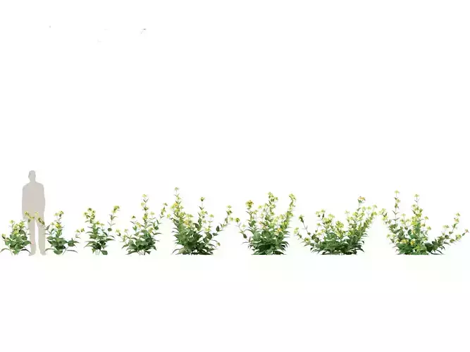 Rudbeckia laciniata - tall coneflower