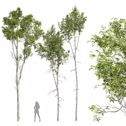 Betula Pendula and Castanea Sativa 3D model