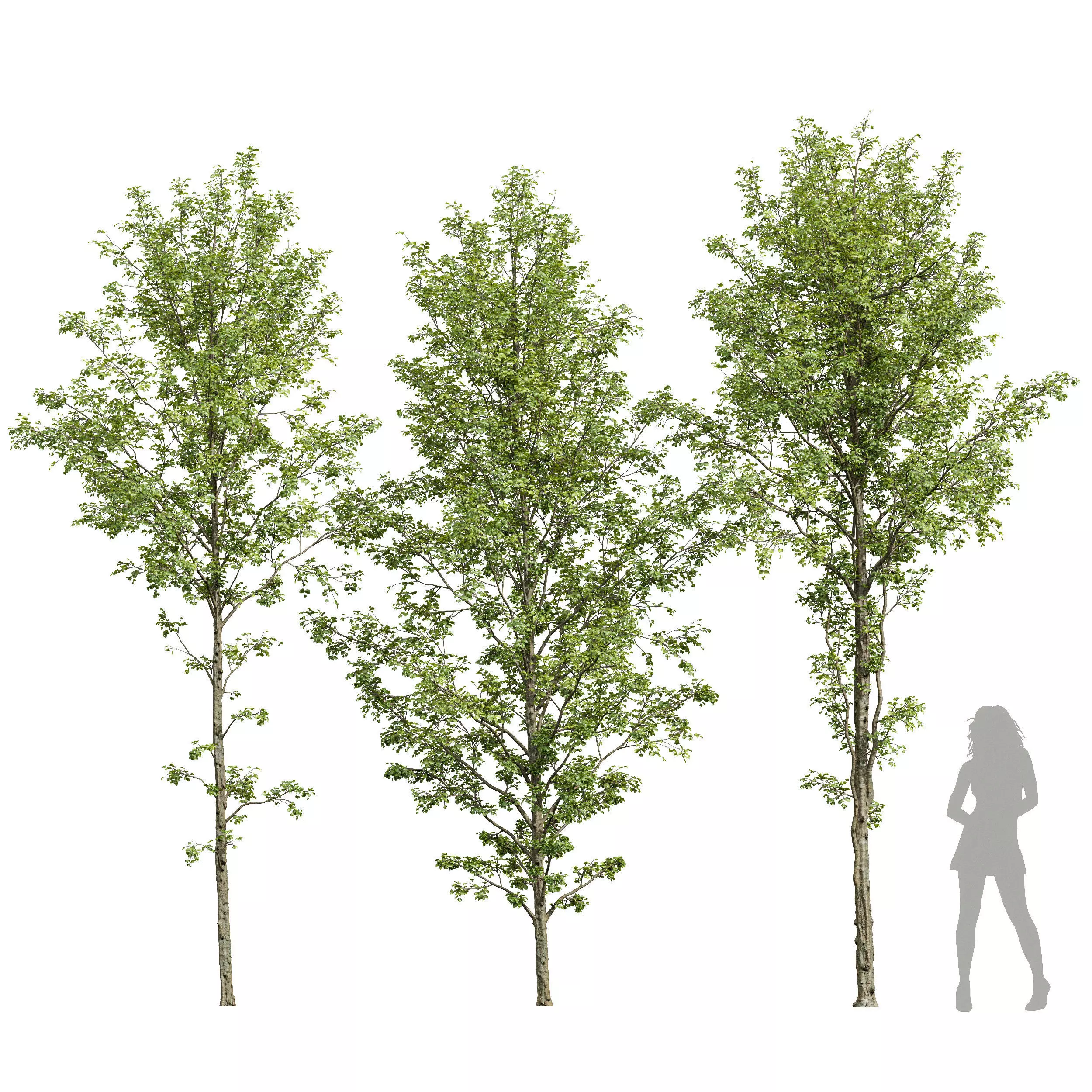 Alnus Glutinosa-3 trees 3D model_0