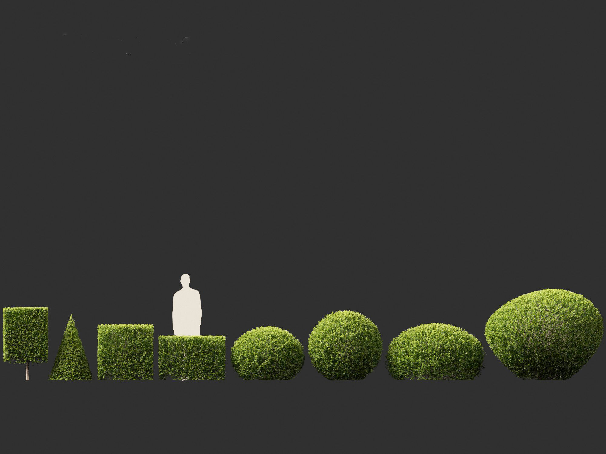 Buxus sempervirens - Common boxwood  3D model_3