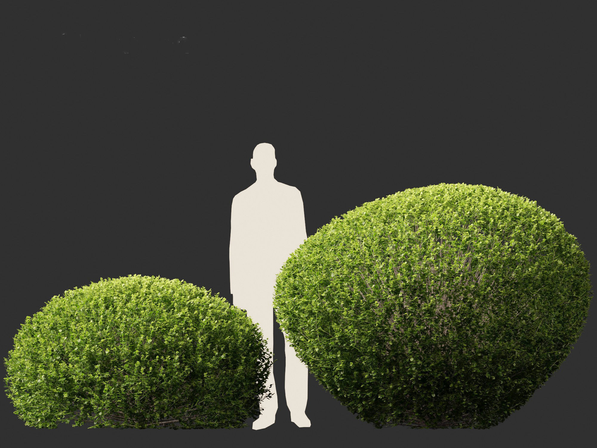 Buxus sempervirens - Common boxwood  3D model_9