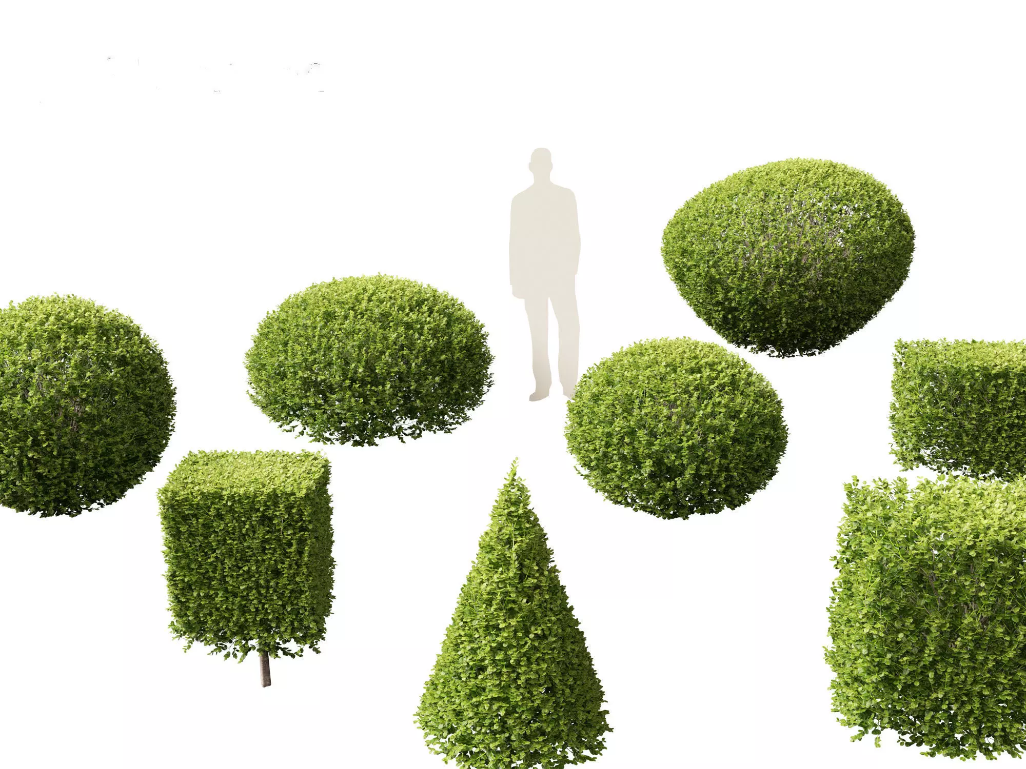 Buxus sempervirens - Common boxwood  3D model_0
