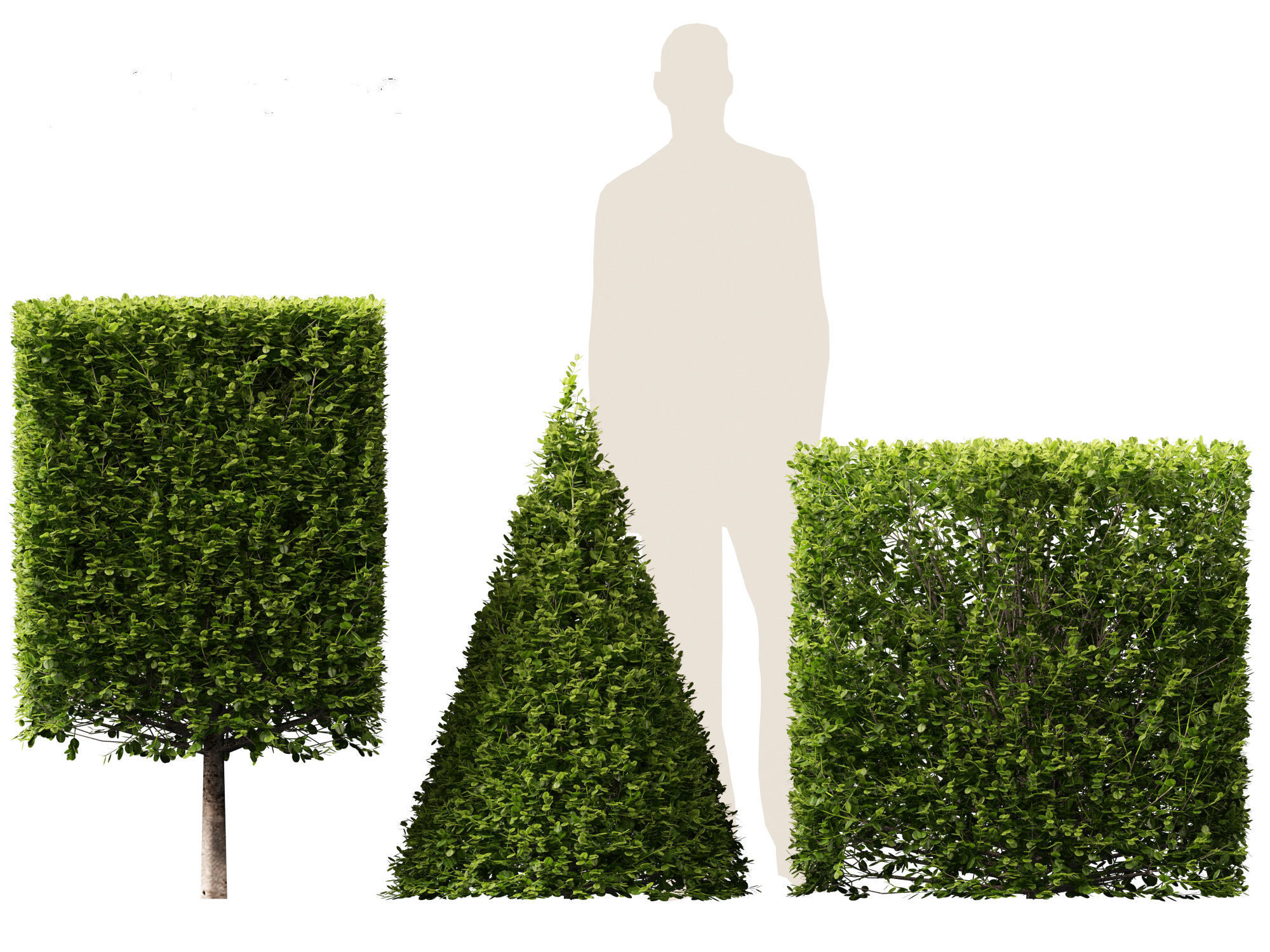 Buxus sempervirens - Common boxwood  3D model_4