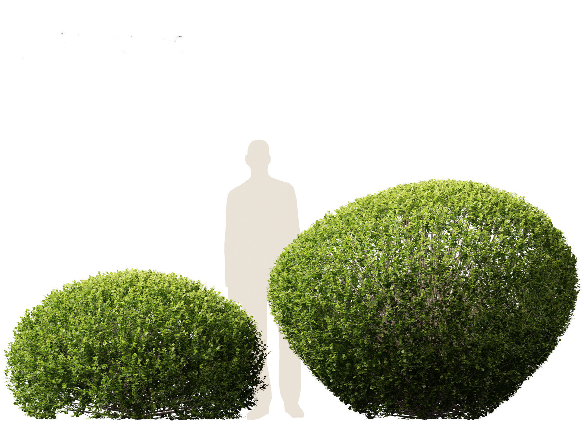 Buxus sempervirens - Common boxwood  3D model_8