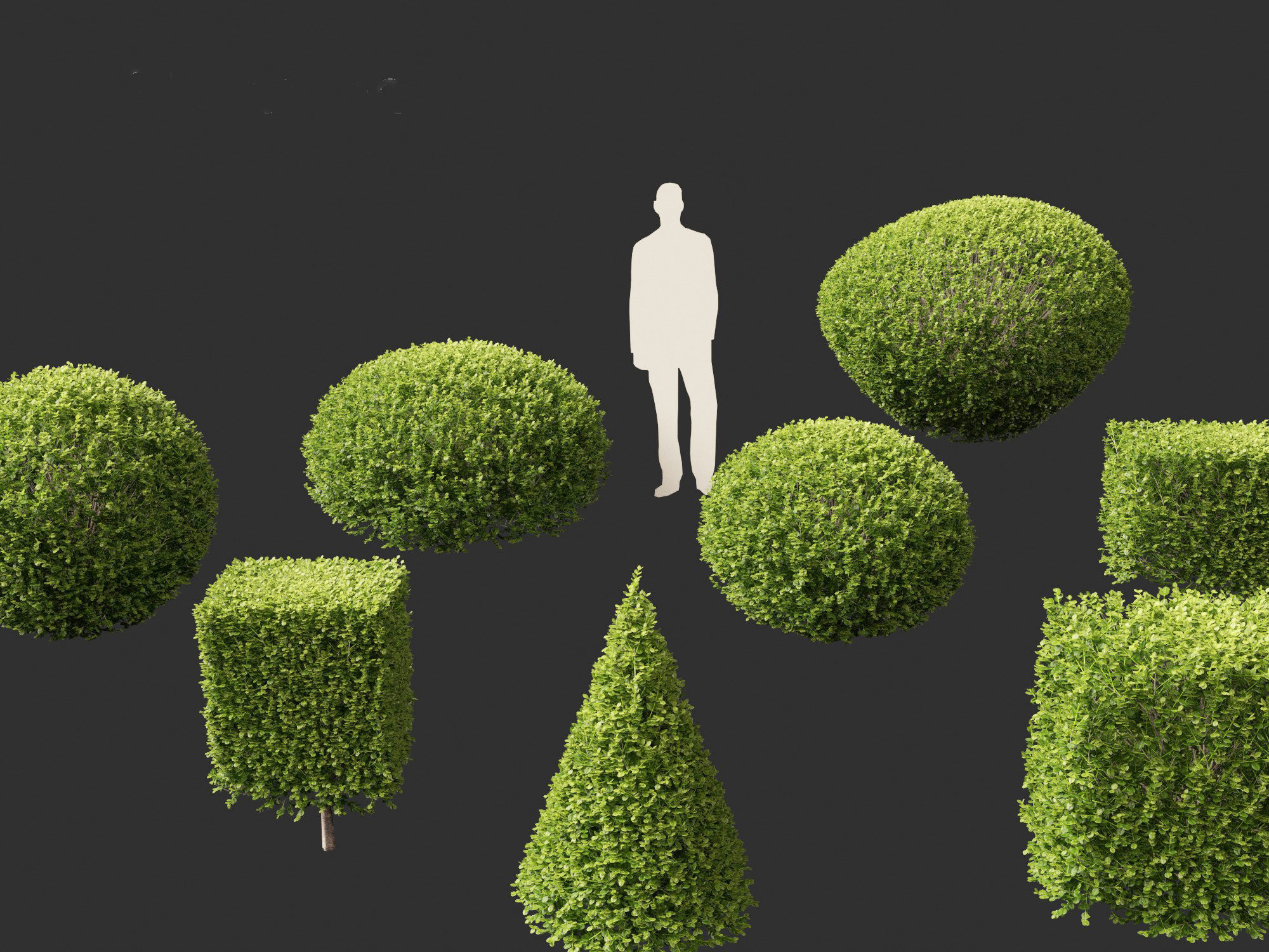 Buxus sempervirens - Common boxwood  3D model_2