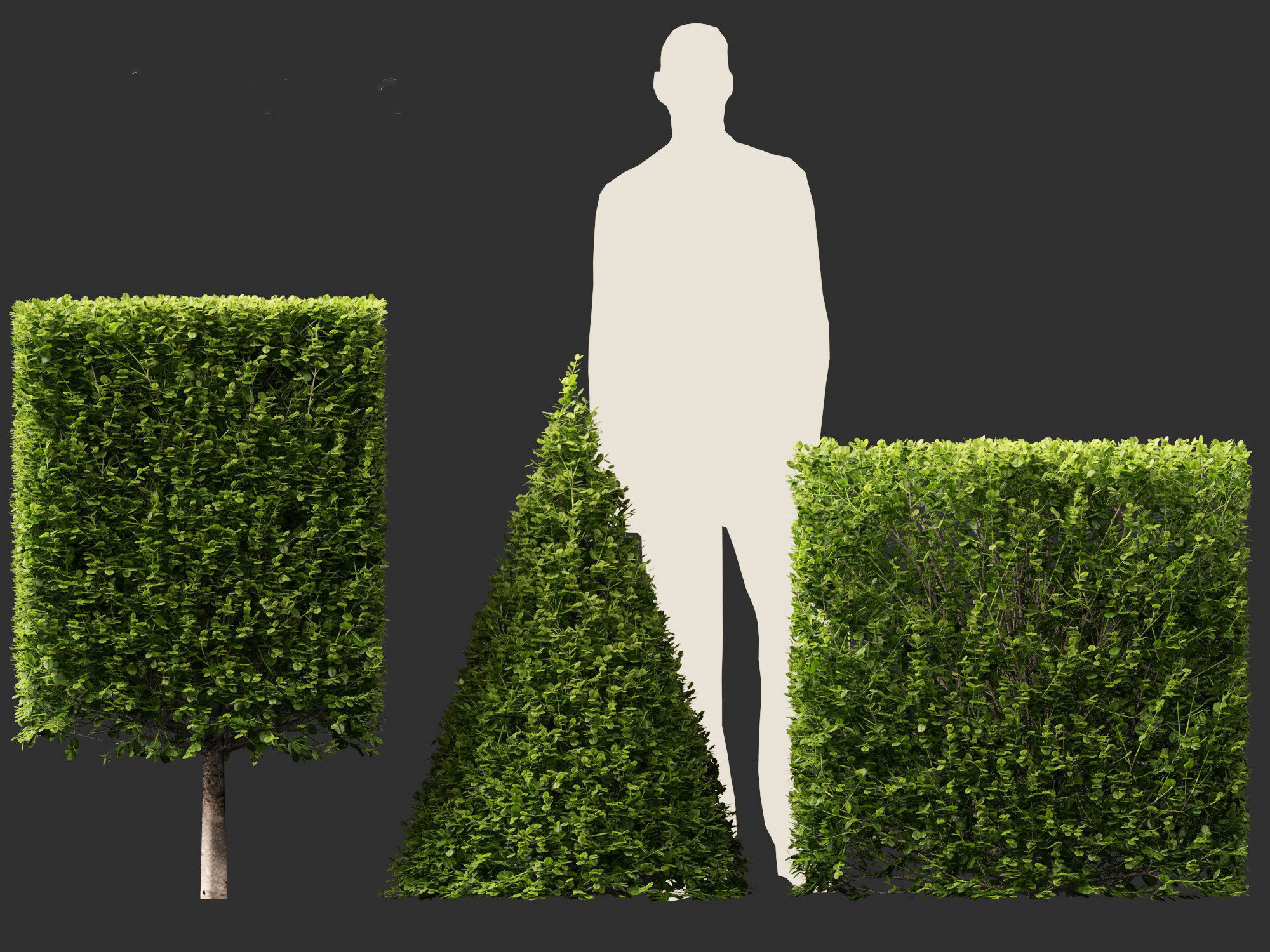 Buxus sempervirens - Common boxwood  3D model_5