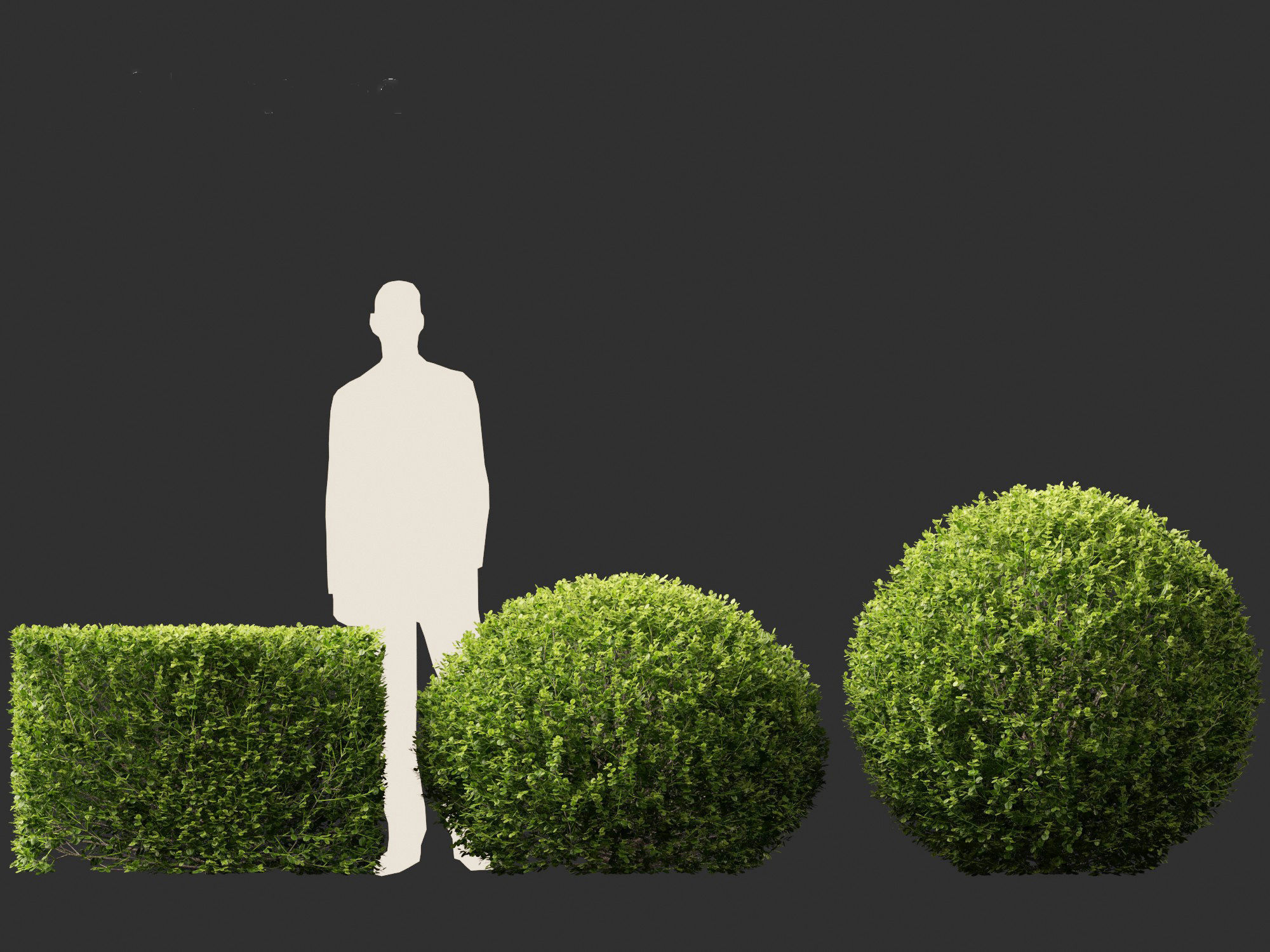 Buxus sempervirens - Common boxwood  3D model_7