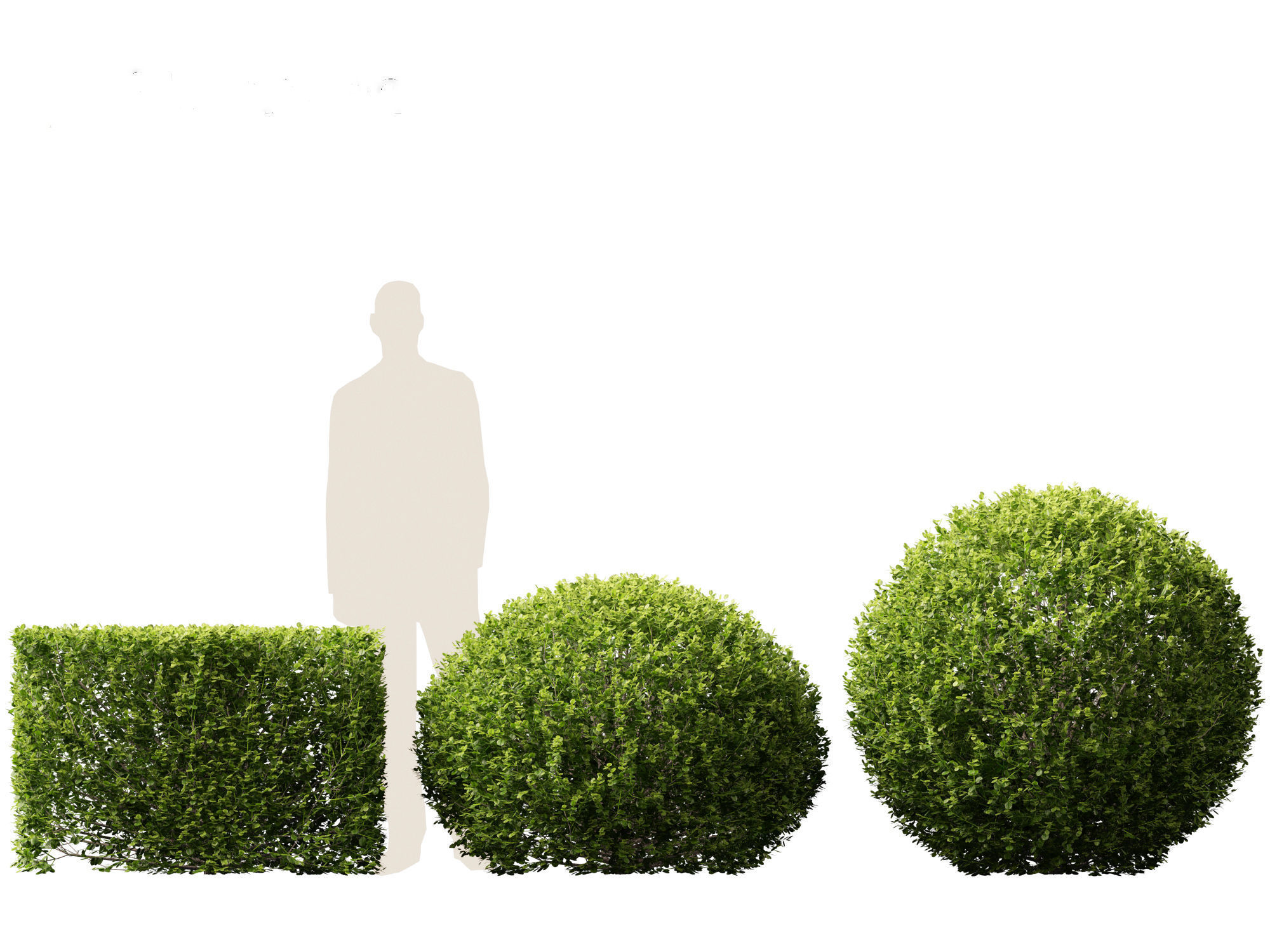 Buxus sempervirens - Common boxwood  3D model_6