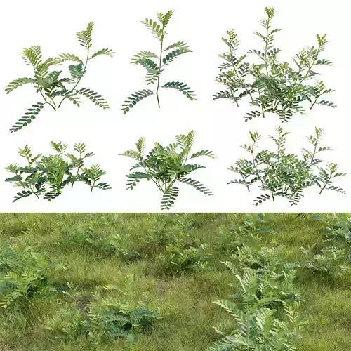 Phyllanthus urinaria