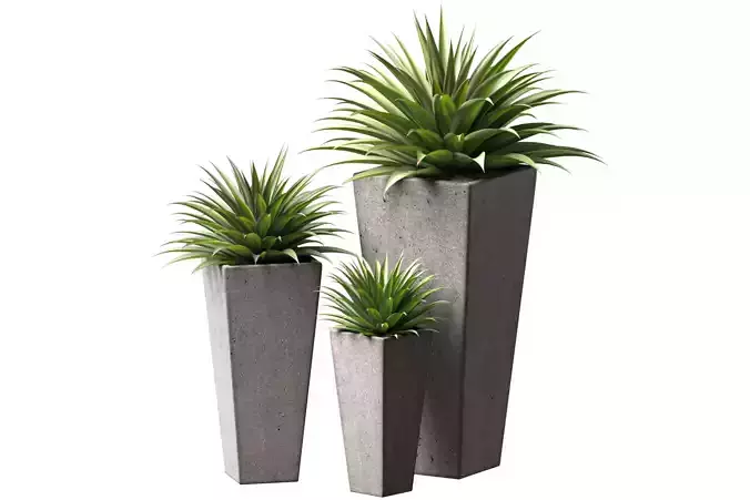 Decorative Outdoor Porch or Terrace Plant  Front Entrance Tree